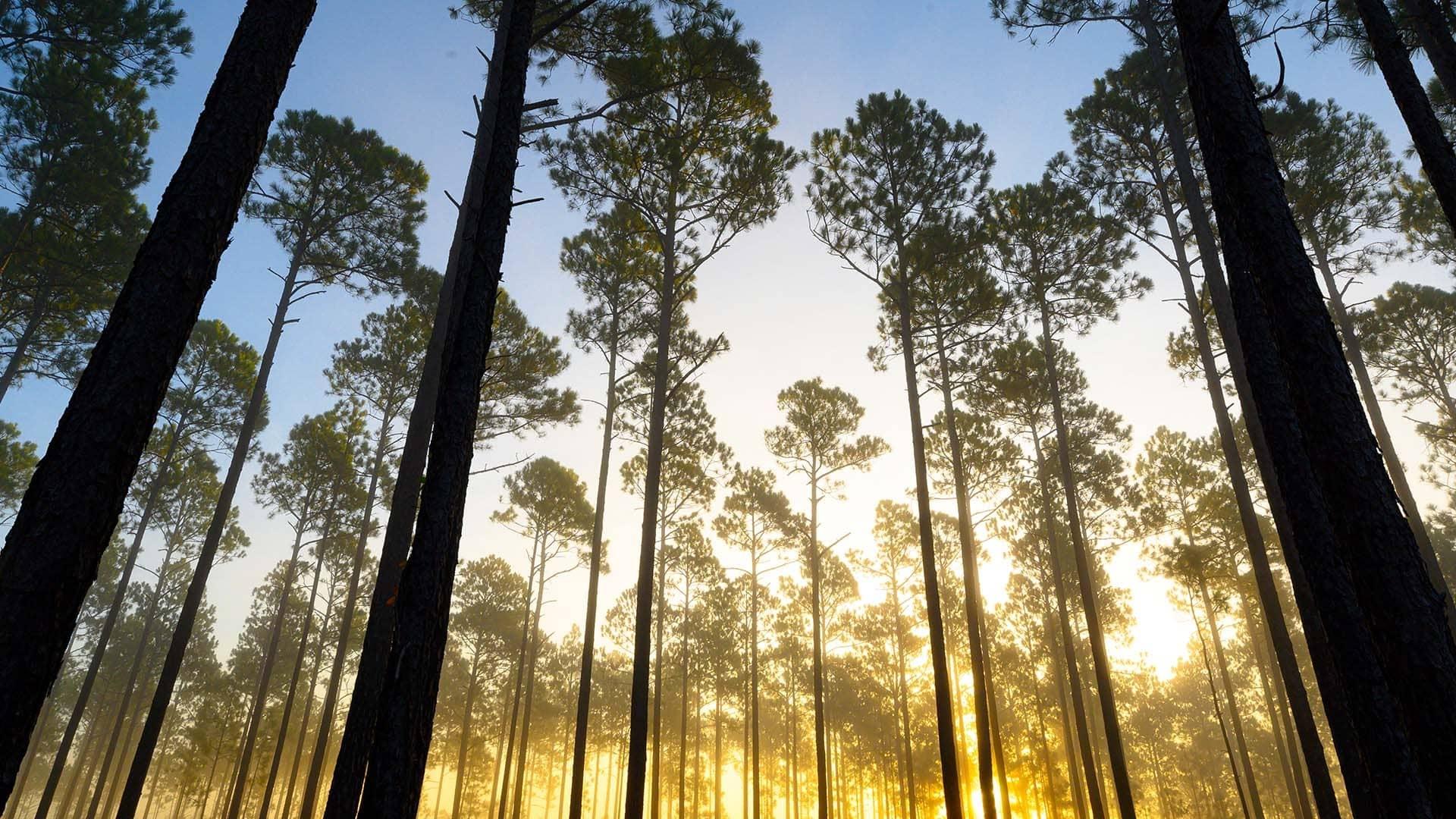 looking-up-at-trees-sunset